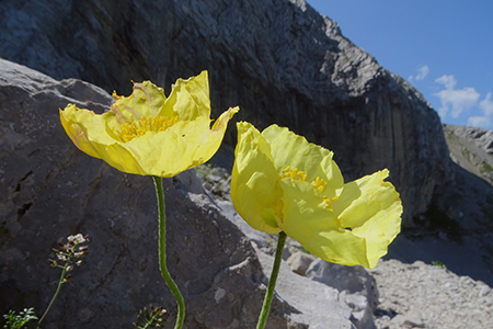 SENTIERO DEI FIORI ‘Claudio Brissoni’ da Capanna 2000 il 10 luglio 2023- FOTOGALLERY